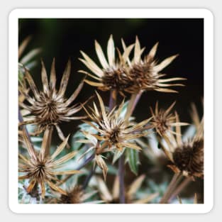 Spikey Seed heads Sticker